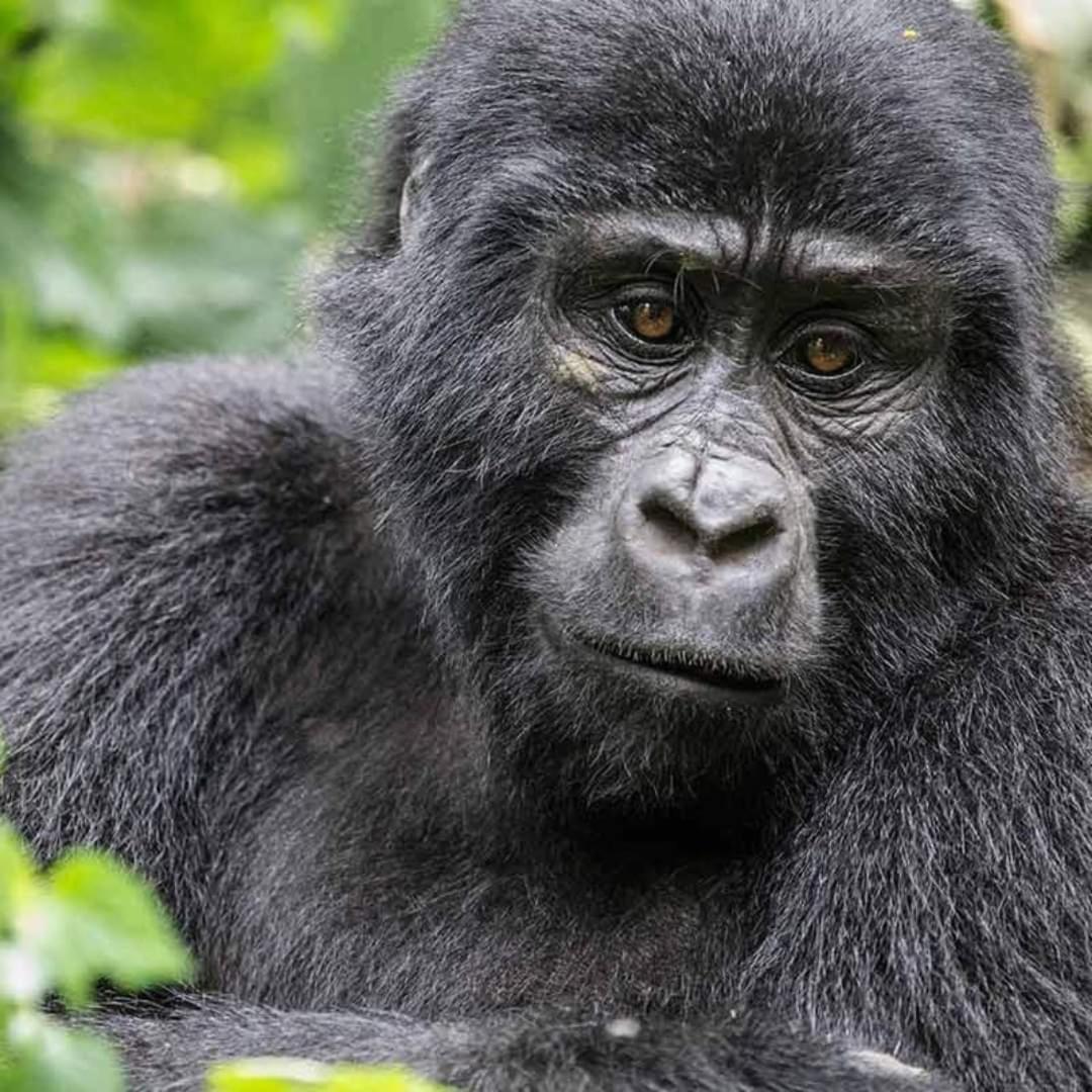 Gorilla Safari Lodge Rubuguli Exteriér fotografie