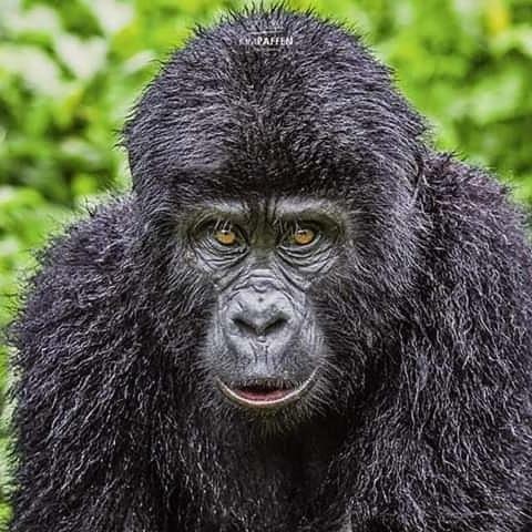 Gorilla Safari Lodge Rubuguli Exteriér fotografie